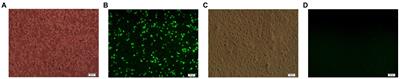 Immunogenicity of the recombinant adenovirus fusion-expressing E0-E2 gene of the classical swine fever virus